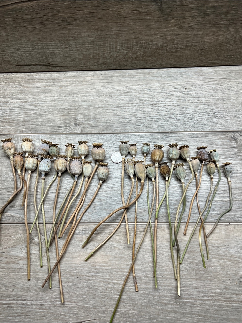 Dried Poppy Pods for floral accents. 30 pods